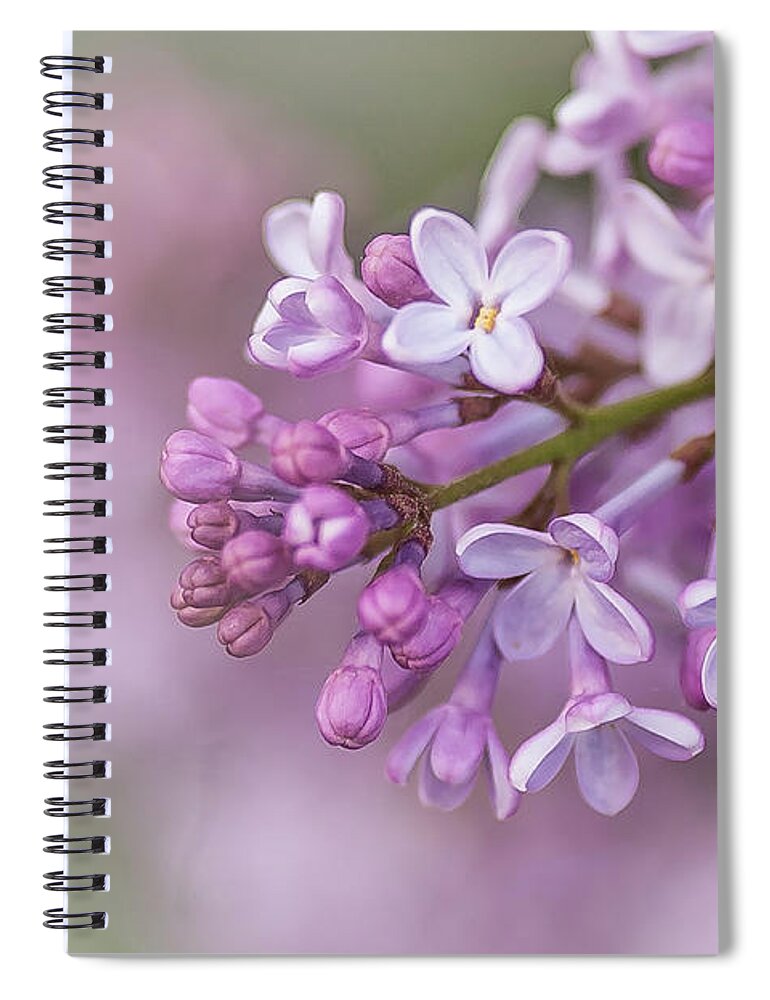 Flowers Spiral Notebook featuring the photograph Lilac Dream by Linda McRae