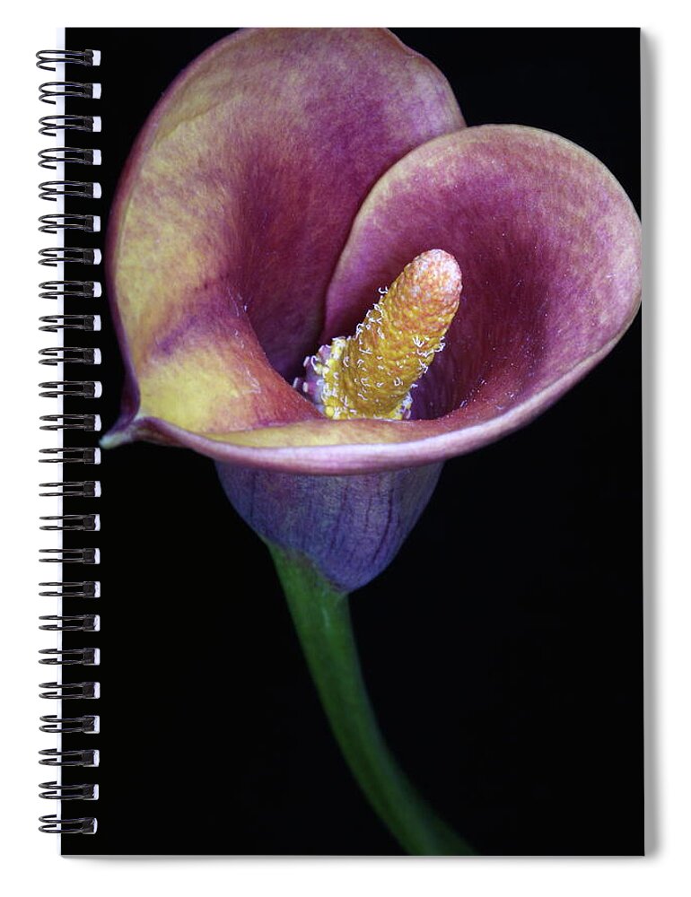 Flower Spiral Notebook featuring the photograph Lily Feb282008 by Julie Powell