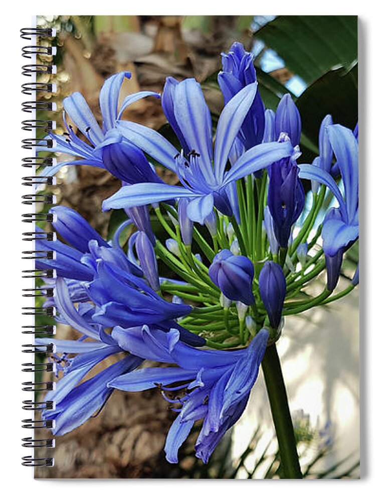 Lily Of The Nile Spiral Notebook featuring the photograph Lily of the Nile by Pics By Tony
