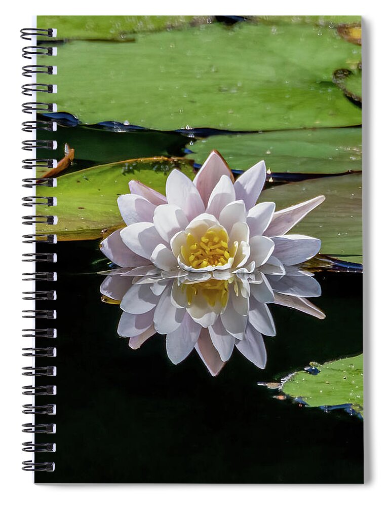 Aquatic Spiral Notebook featuring the photograph Lily Reflection by Brian Shoemaker