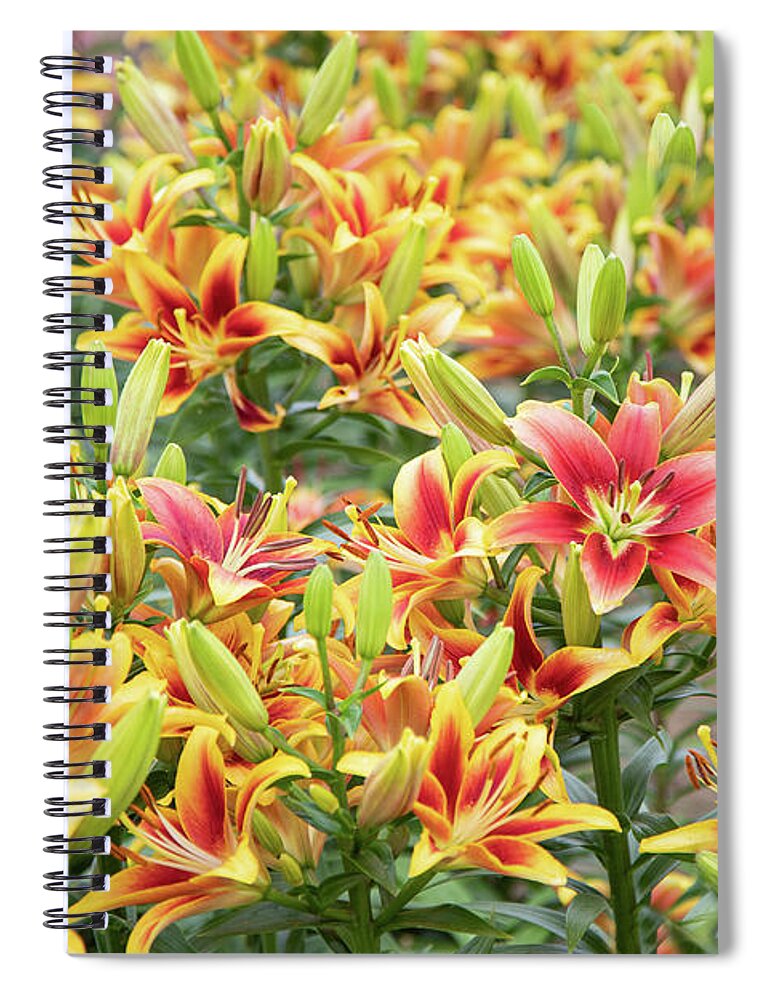 Gardens Spiral Notebook featuring the photograph Lilycrest Lilymania by Marilyn Cornwell