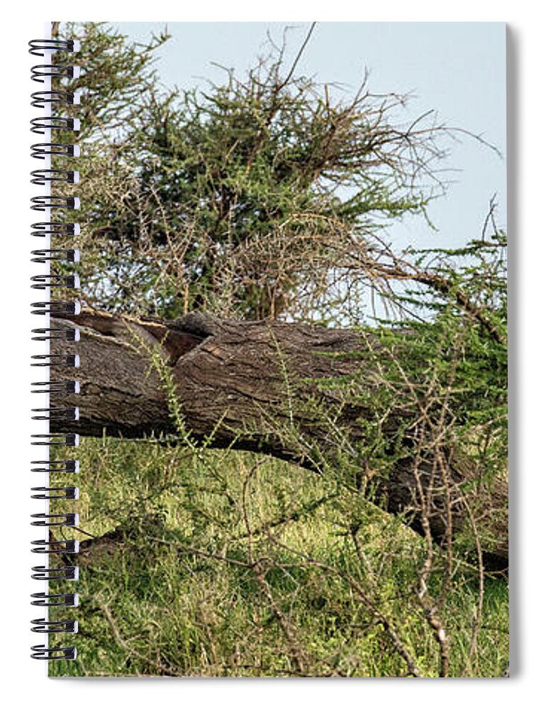Morning Spiral Notebook featuring the photograph Lion Around by Phil Marty