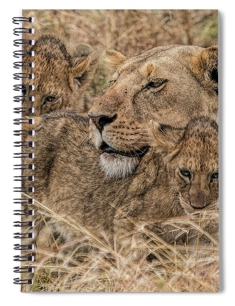 Africa Spiral Notebook featuring the photograph Lioness and Two Cubs by Betty Eich