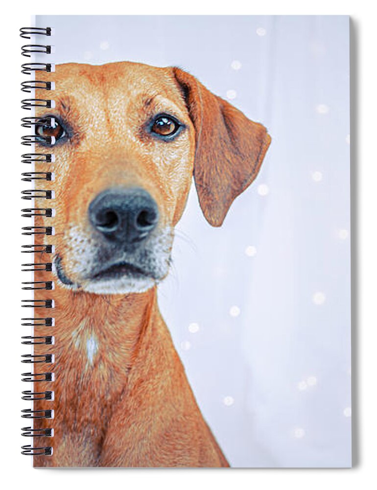 Dog Spiral Notebook featuring the photograph Lita by Jeanette Fellows