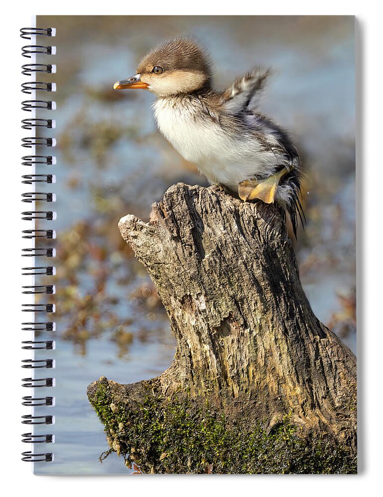 Duckling Spiral Notebook featuring the photograph Little Flapper by Art Cole