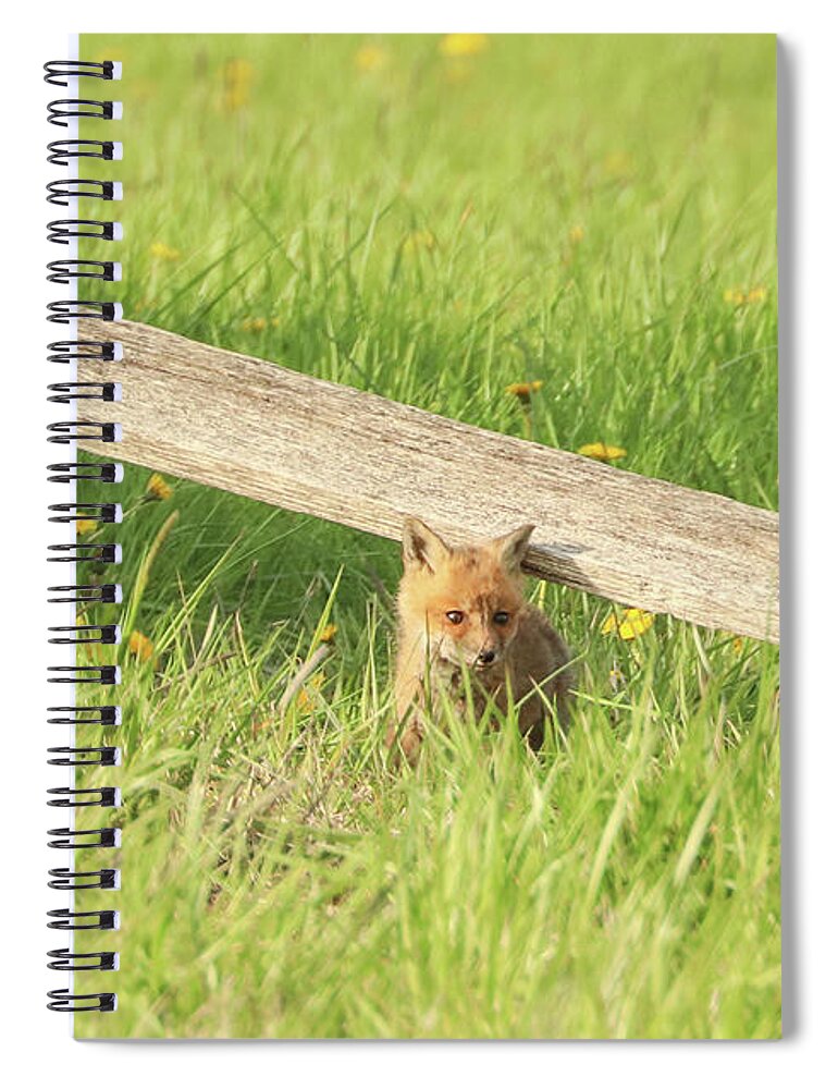 Carrie Ann Grippo-pike Spiral Notebook featuring the photograph Little Fox in the Grass by Carrie Ann Grippo-Pike