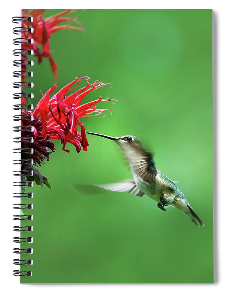 Bird Spiral Notebook featuring the photograph Little Garden Jewel by Christina Rollo