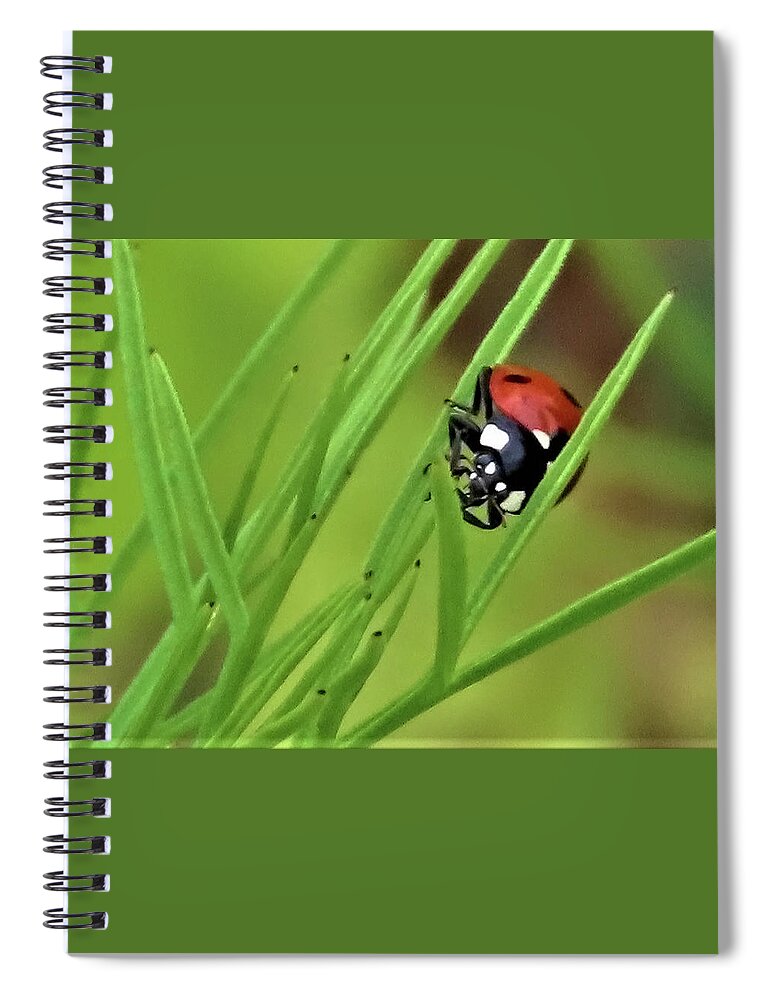 Insects Spiral Notebook featuring the photograph Little Ladybug in Autumn by Linda Stern