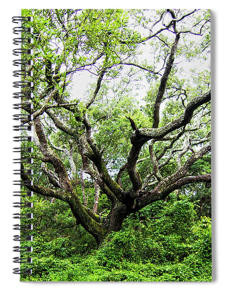 Live Oak Spiral Notebook featuring the photograph Live Oak along Hoop Pole Creek Trail by Bob Decker