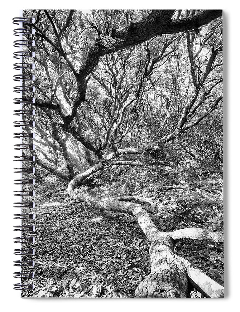 Live Oak Tree Spiral Notebook featuring the photograph Live Oak in Fort Macon State Park by Bob Decker