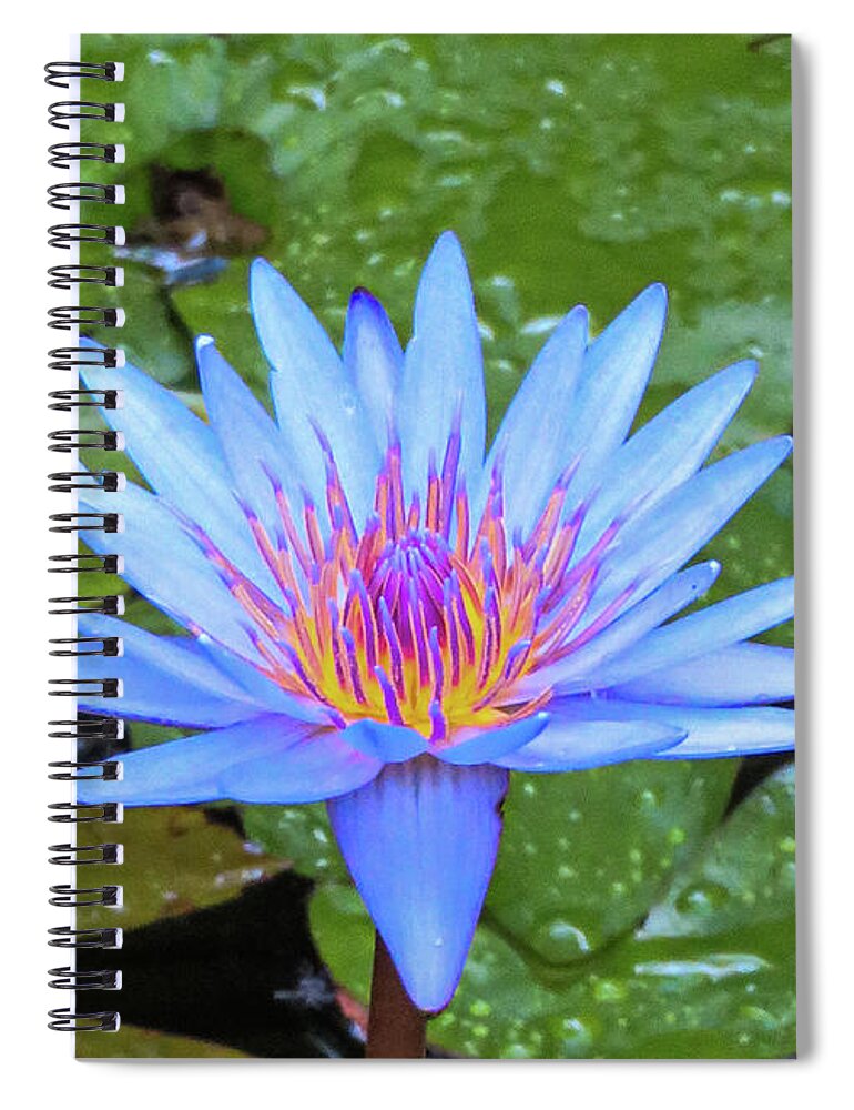 Colorful Spiral Notebook featuring the photograph Living Color by Vicky Edgerly