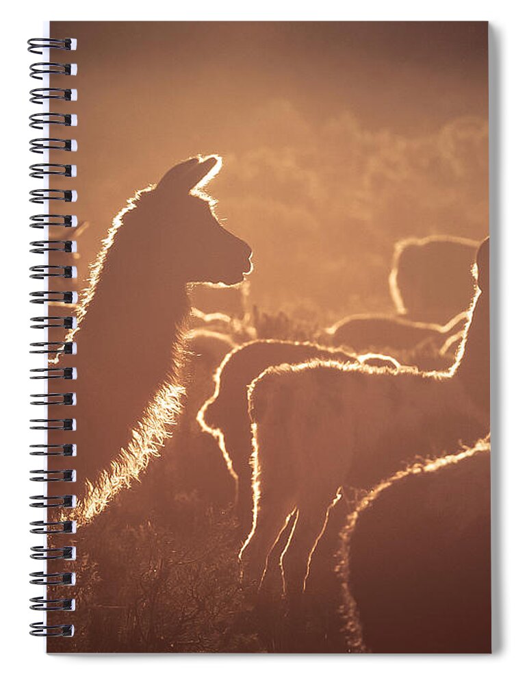 Llama Spiral Notebook featuring the photograph Llama by Peter Boehringer