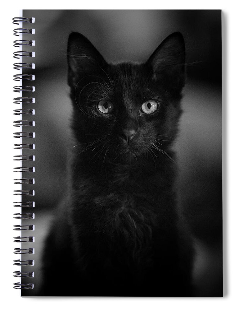 Cat Spiral Notebook featuring the photograph Loki by DArcy Evans