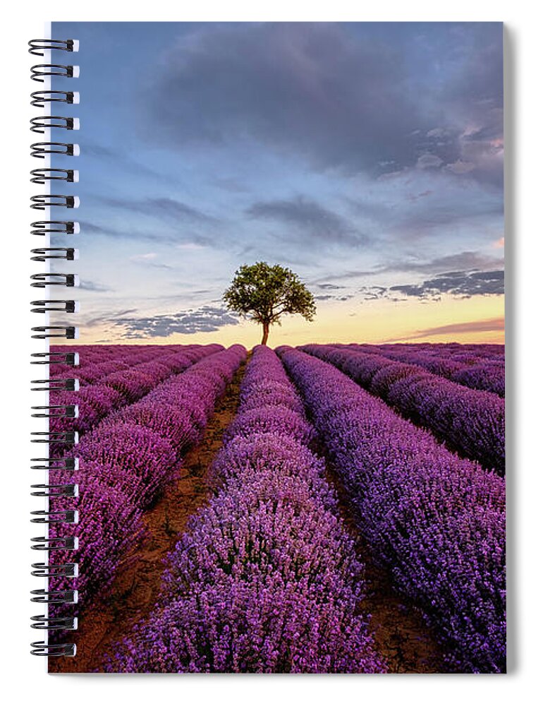 Lavender Spiral Notebook featuring the photograph Lonely Tree in a Lavender Field at Sunset by Alexios Ntounas