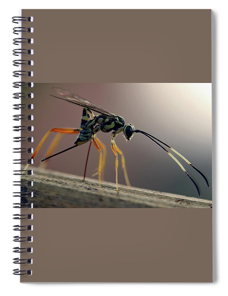 Insects Spiral Notebook featuring the photograph Long Legged Alien by Jennifer Robin