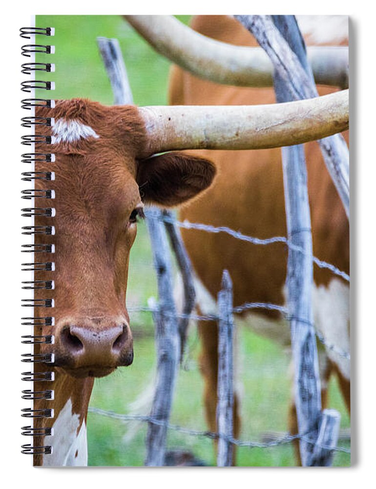 Longhorn Spiral Notebook featuring the photograph Longhorn #2 by Vincent Bonafede