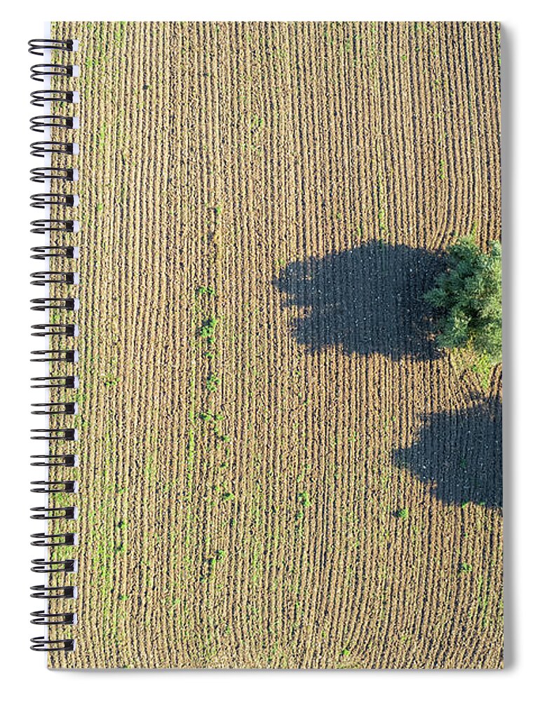 Lonely Trees Spiral Notebook featuring the photograph Lonlely olive trees on plowed agriculture field by Michalakis Ppalis