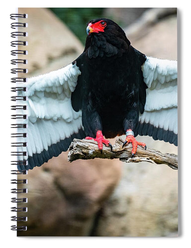 Bateleur Eagle Spiral Notebook featuring the photograph Look at My Wingspan by David Levin
