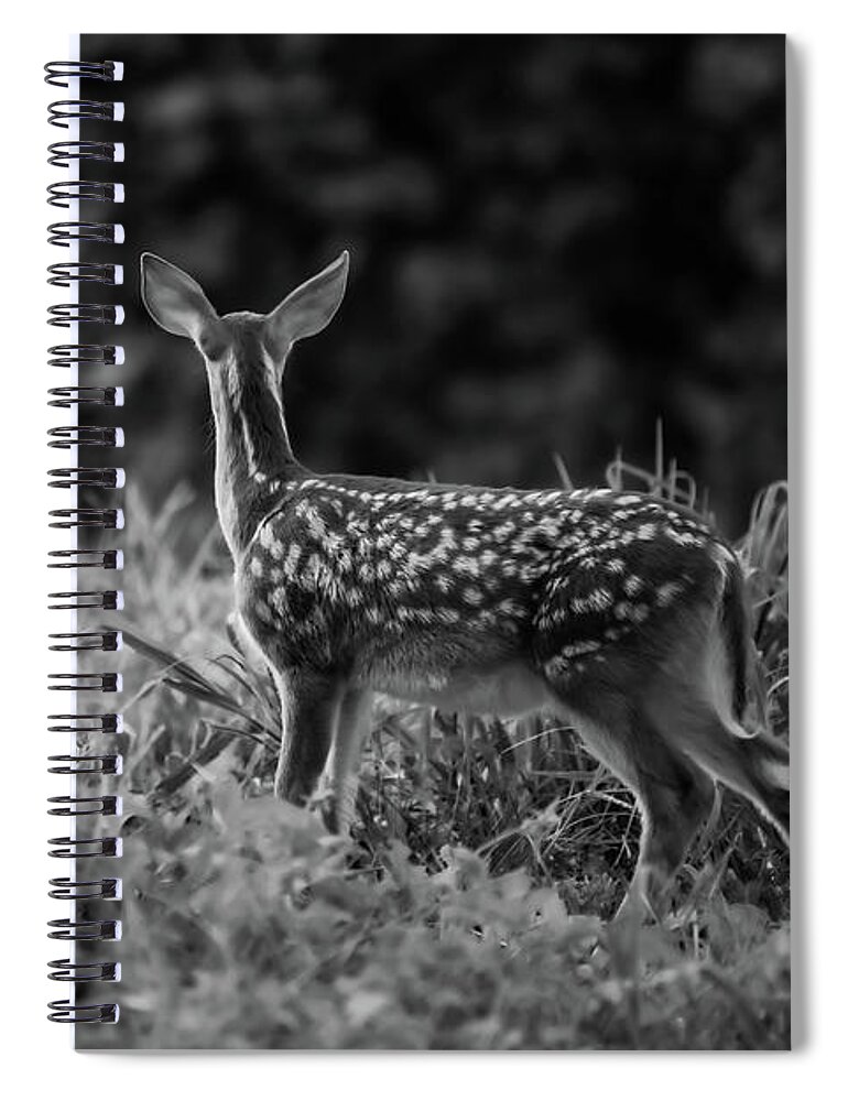 Deer Spiral Notebook featuring the photograph Look Beyond Black and white image by Bruce Pritchett
