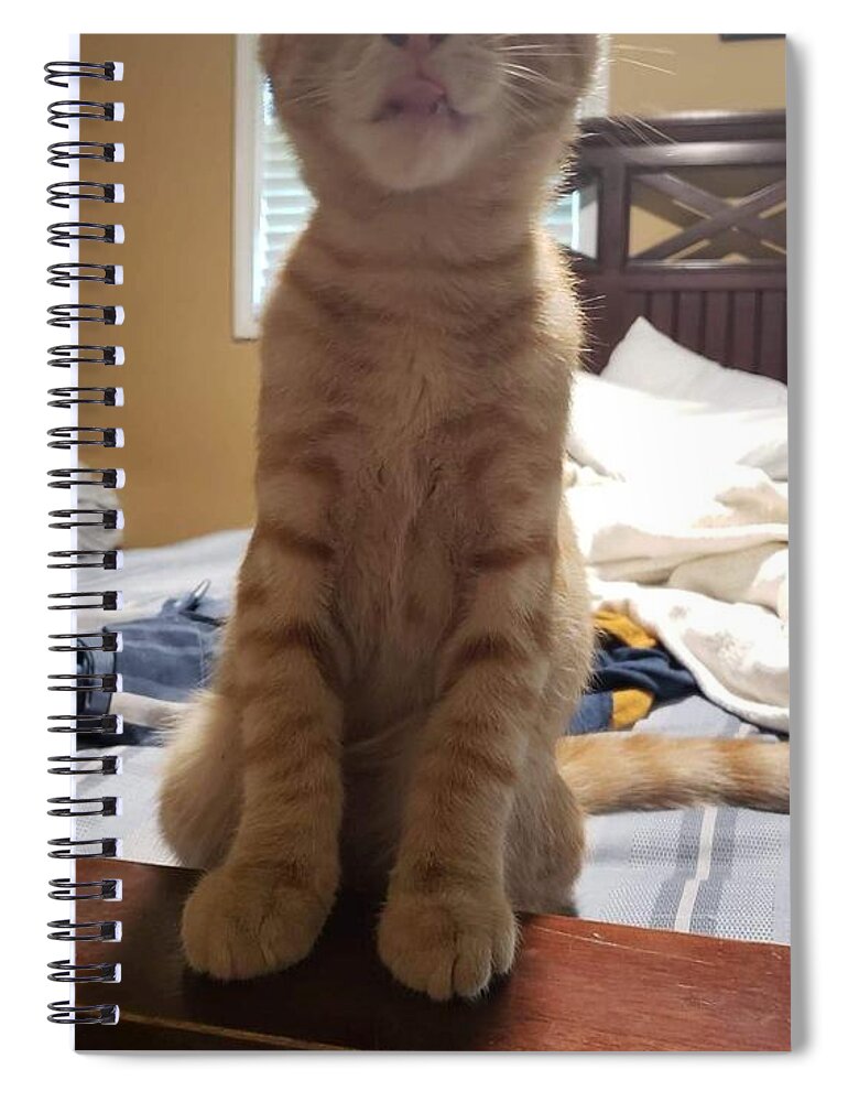 Cat Spiral Notebook featuring the photograph Look Of Shock by Aaron Martens