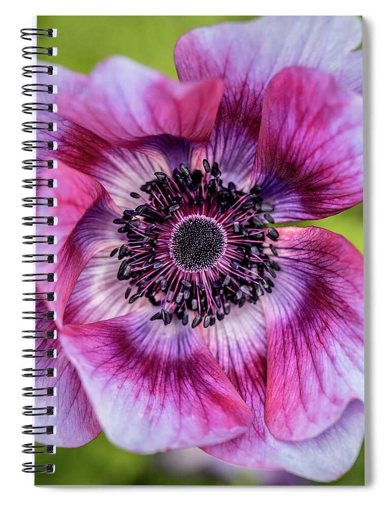 Poppy Spiral Notebook featuring the photograph Look Within by Kim Sowa