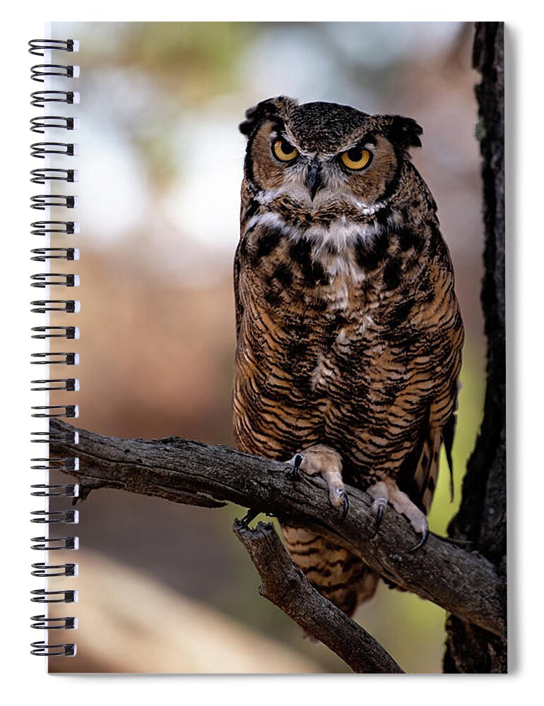Owl Spiral Notebook featuring the photograph Looking at You by Elin Skov Vaeth