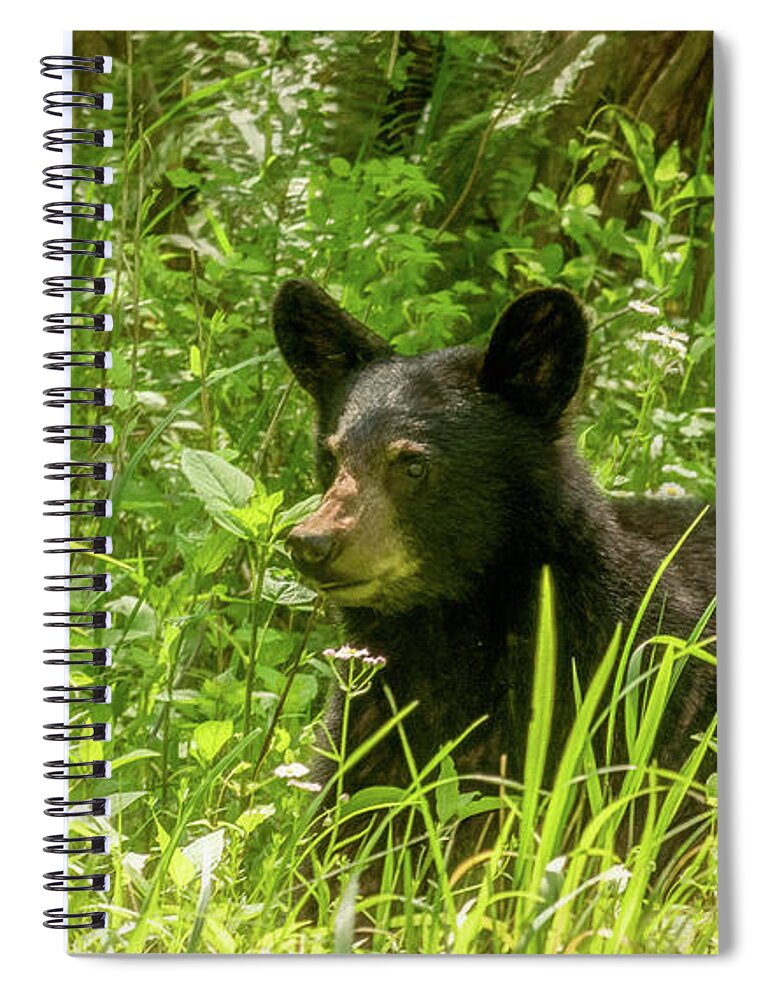  Spiral Notebook featuring the photograph Looking For Mom, A Cades Cove Cubbie by Marcy Wielfaert