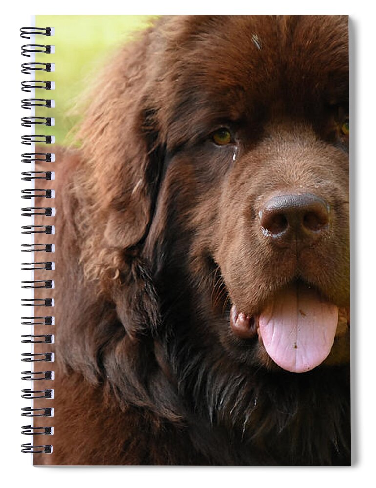 Newfoundland Spiral Notebook featuring the photograph Looking into the Face of a Large Brown Newfoundland Dog by DejaVu Designs