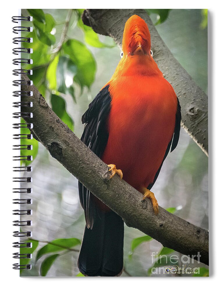 Andean Cock-in-the-rock Spiral Notebook featuring the photograph Looking on Both Sides Simultaneously by David Levin