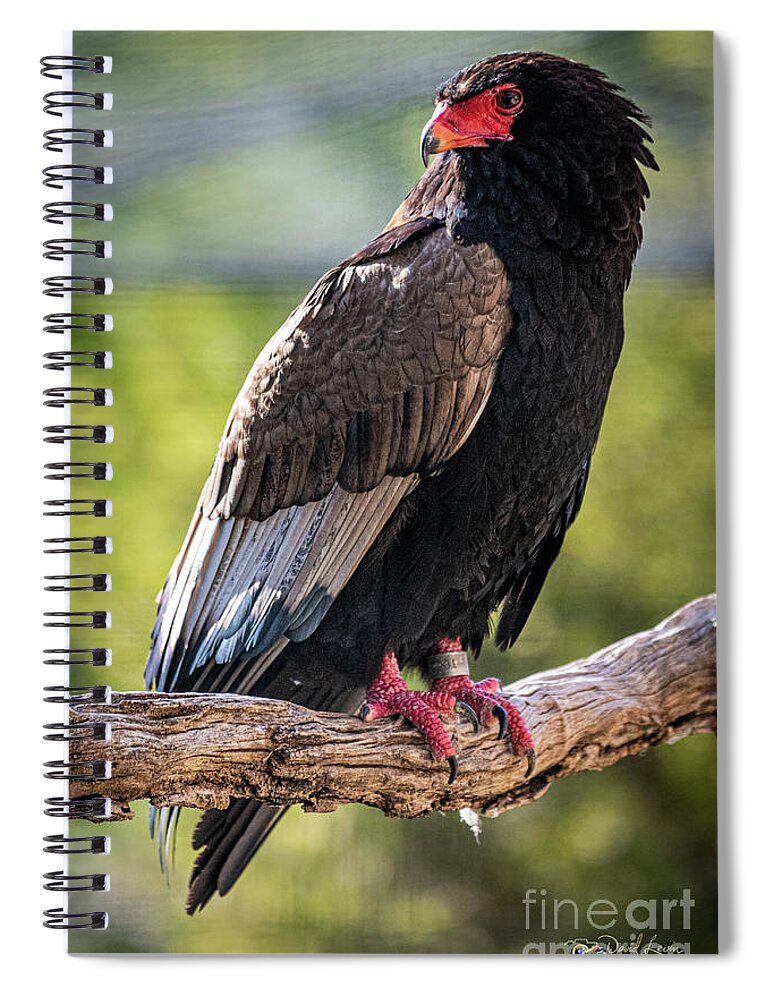 Bird Spiral Notebook featuring the photograph Looking Over My Shoulder by David Levin