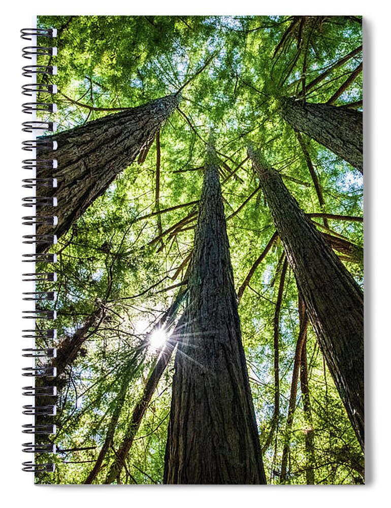 250 Feet Tall Spiral Notebook featuring the photograph Looking Straight Up by David Levin