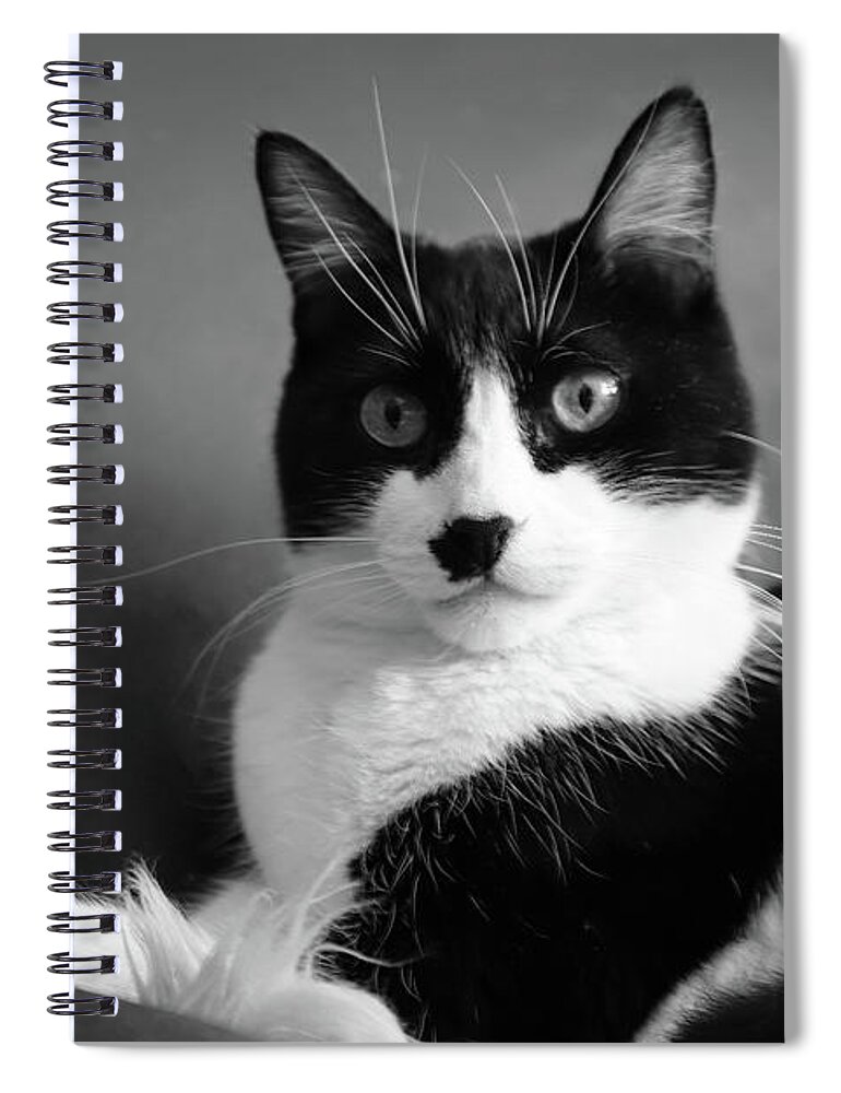 Cat Spiral Notebook featuring the photograph Lord of the Manor bw by Bonnie Follett