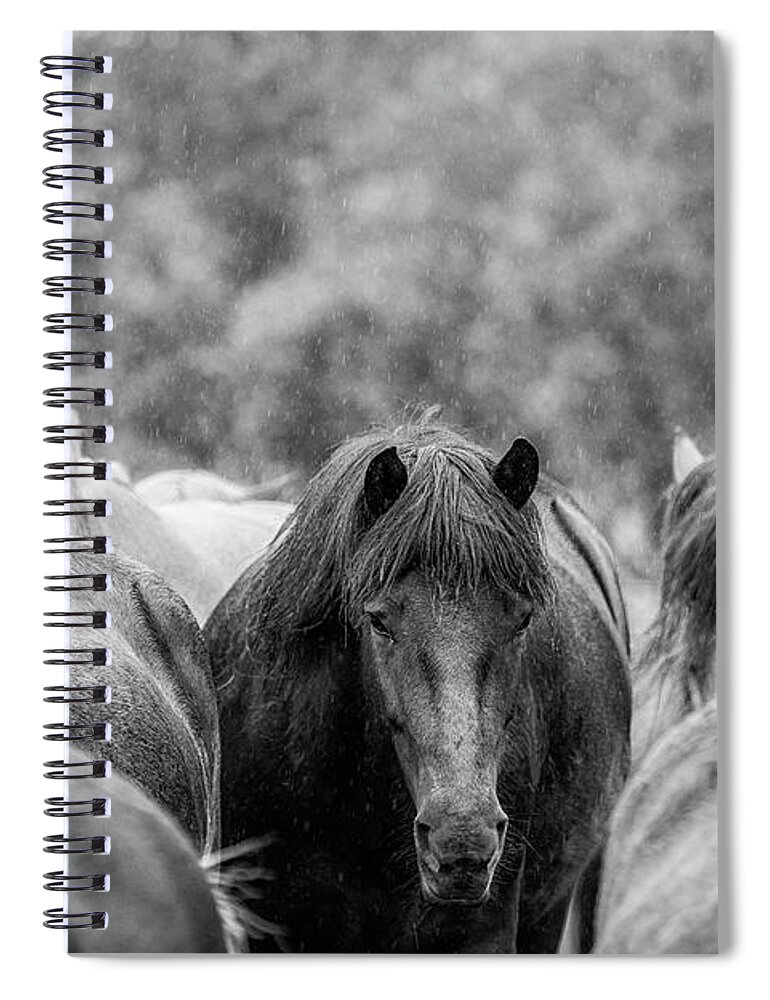 Photographs Spiral Notebook featuring the photograph Lost in a crowd II - Horse Art by Lisa Saint
