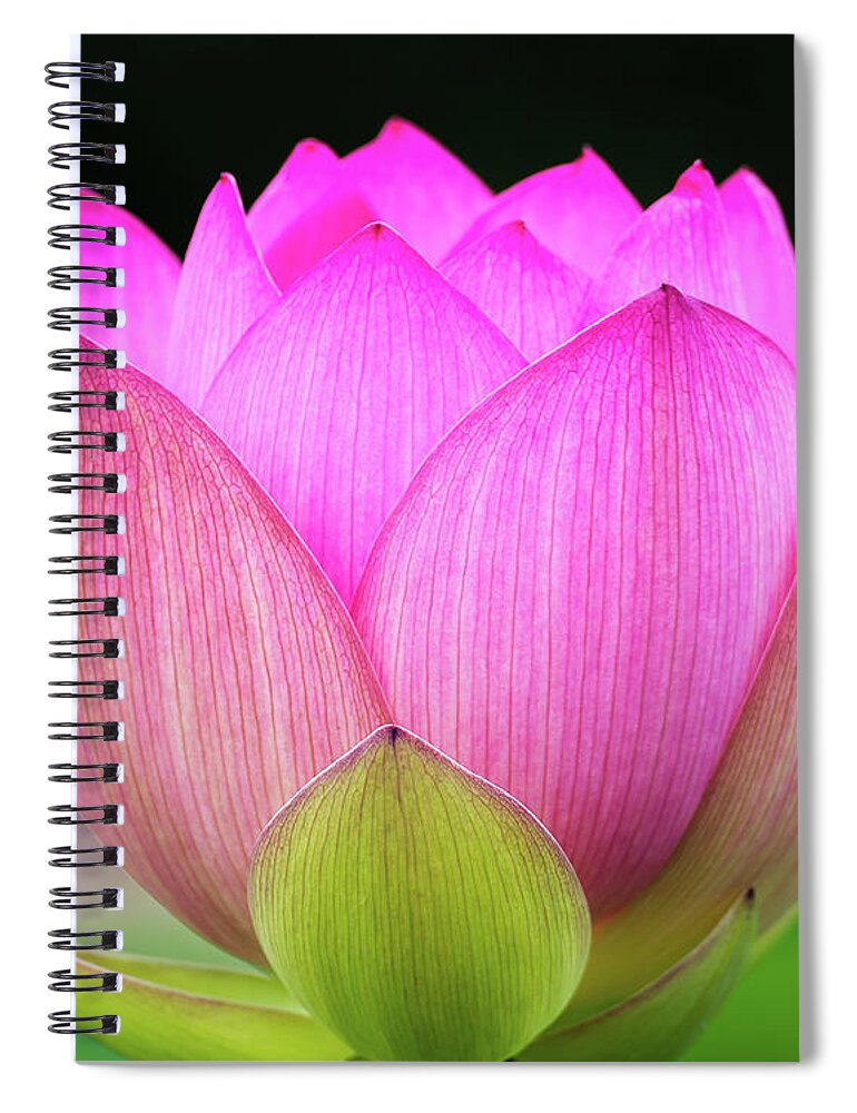Kenilworth Gardens Spiral Notebook featuring the photograph Lotus blossom by Robert Miller