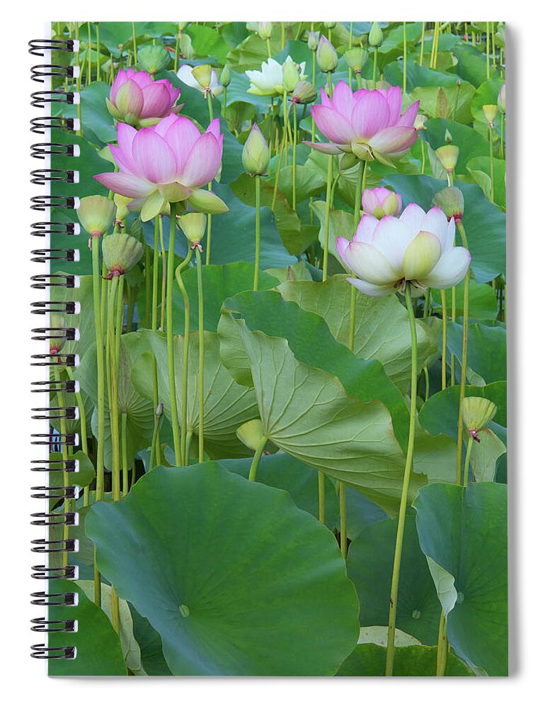 Lotus Blooms Spiral Notebook featuring the photograph Lotus Flowers by Ram Vasudev