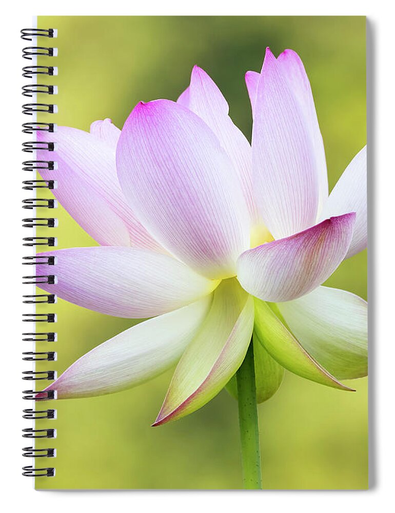 Flower Spiral Notebook featuring the photograph Lotus Halo by Art Cole