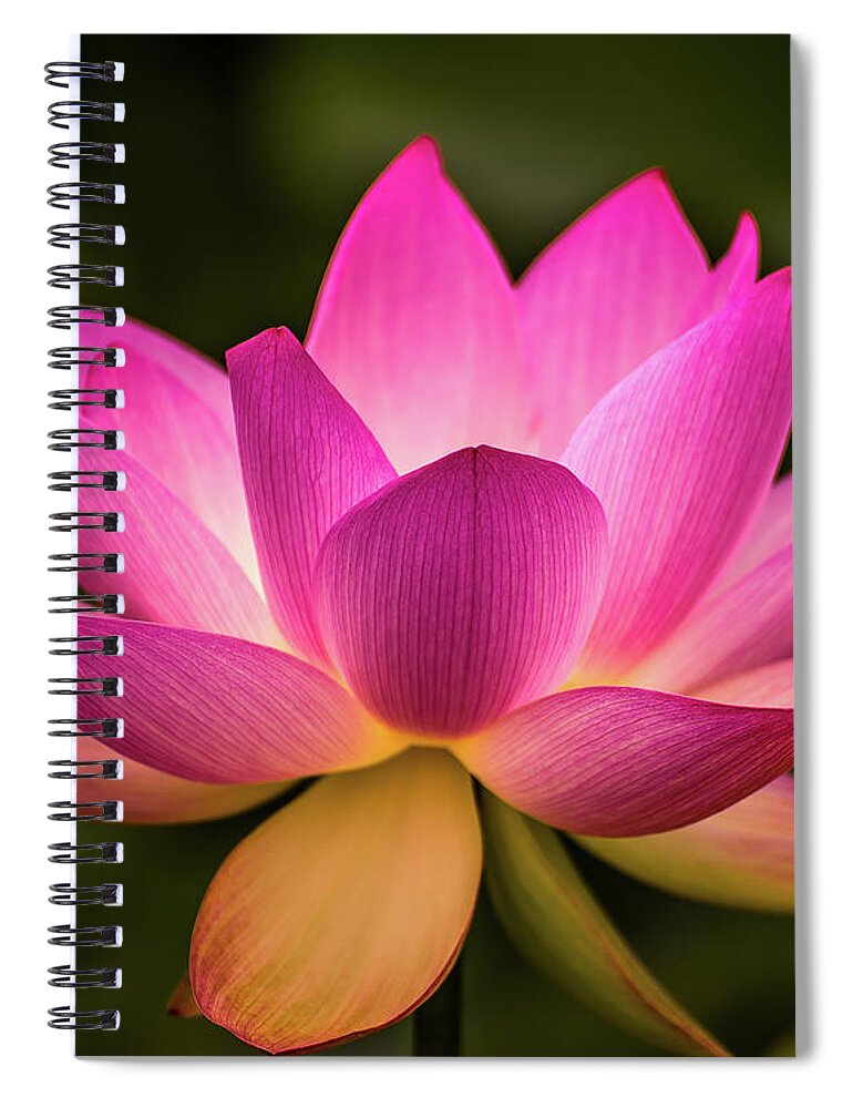Kenilworth Gardens Spiral Notebook featuring the photograph Lotus in soft light by Robert Miller