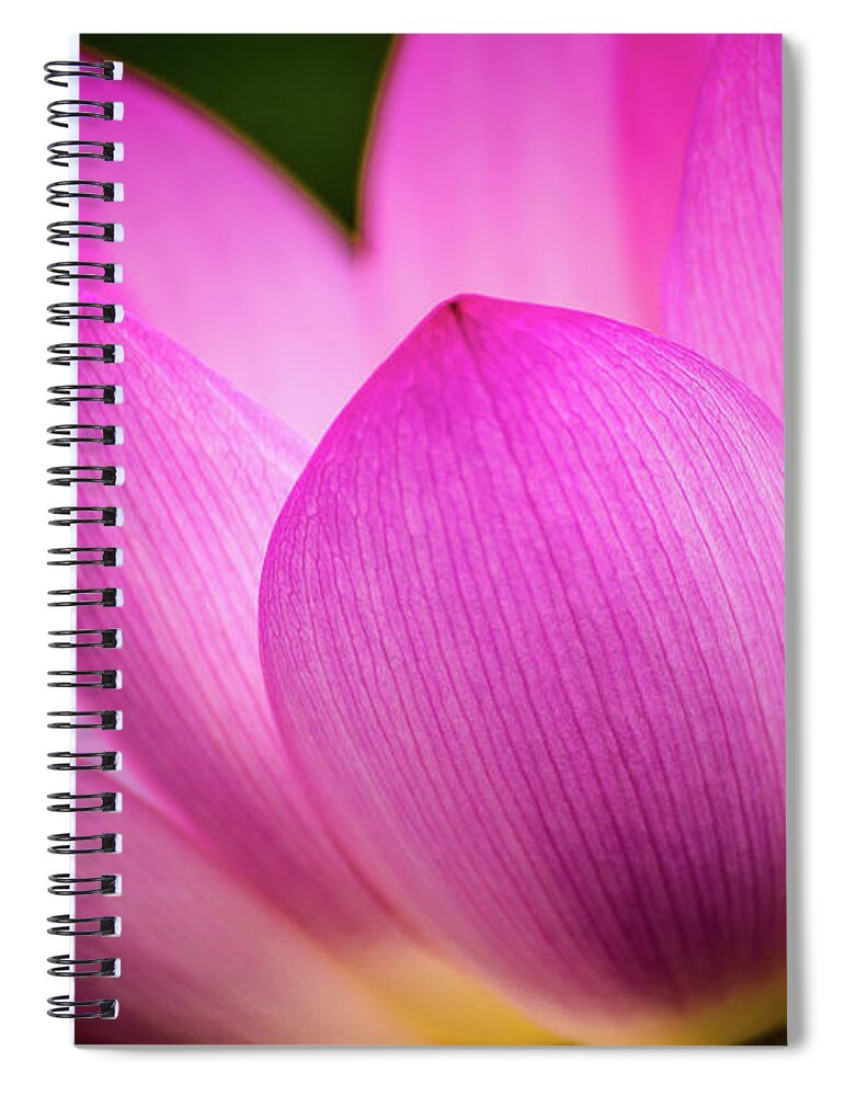 Kenilworth Gardens Spiral Notebook featuring the photograph Lotus petal by Robert Miller
