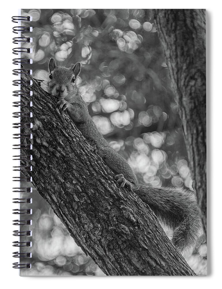 Squirrel Spiral Notebook featuring the photograph Lounging around by Alan Goldberg