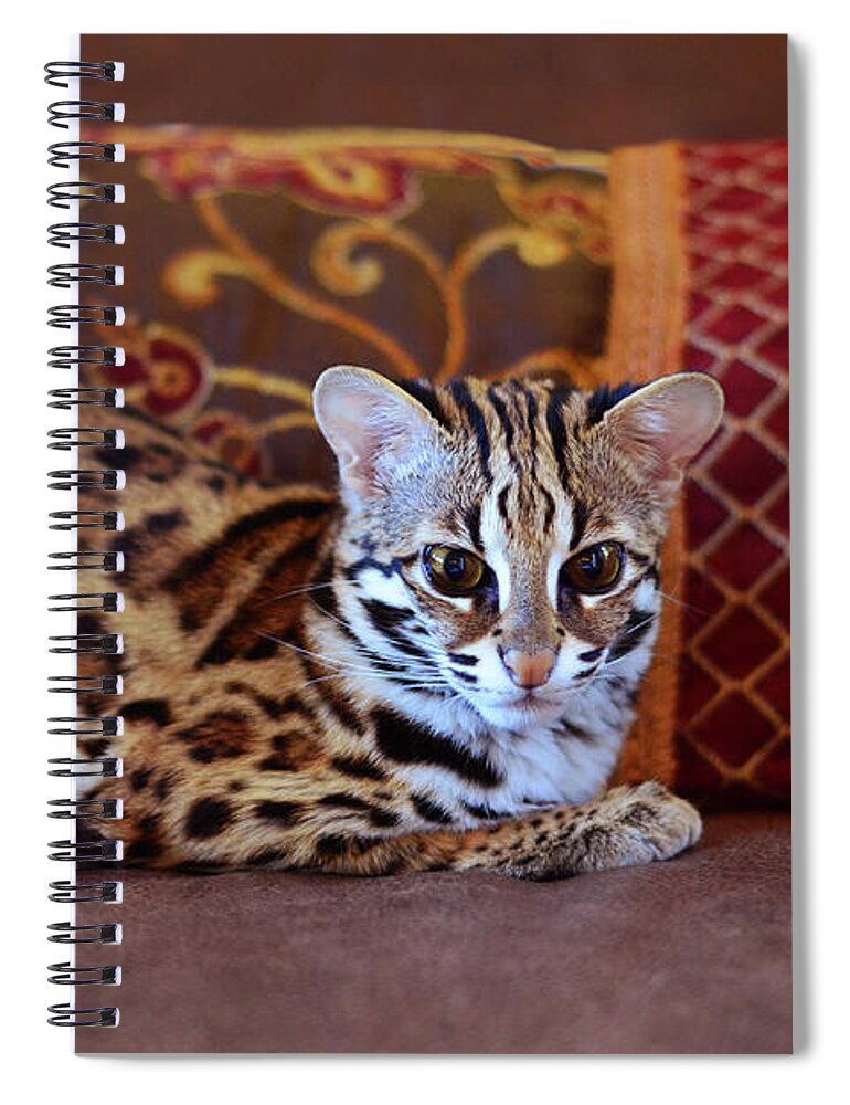 Lounging Leopard Spiral Notebook by Laura Fasulo - Laura Fasulo