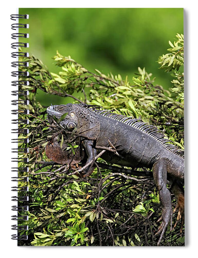 Florida Spiral Notebook featuring the photograph Lounging Lizard by Jennifer Robin