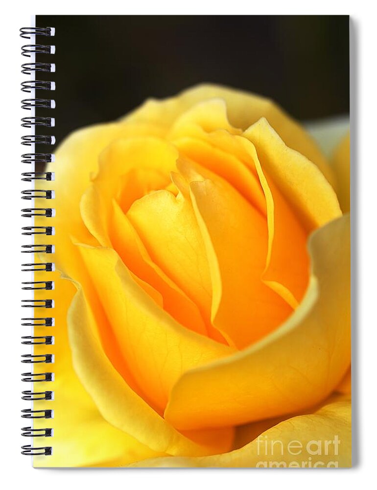 Joy Watson Spiral Notebook featuring the photograph Love Is A Rose by Joy Watson