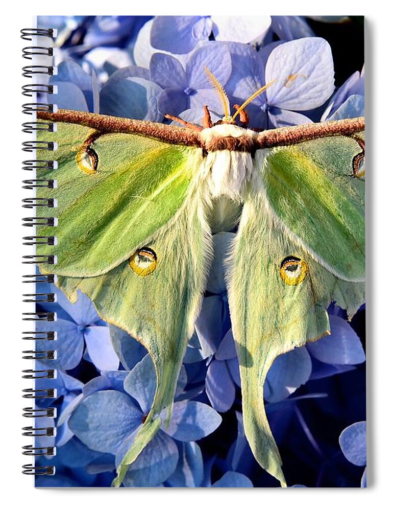 Moth Spiral Notebook featuring the photograph Lovely Luna by Lynn Hunt