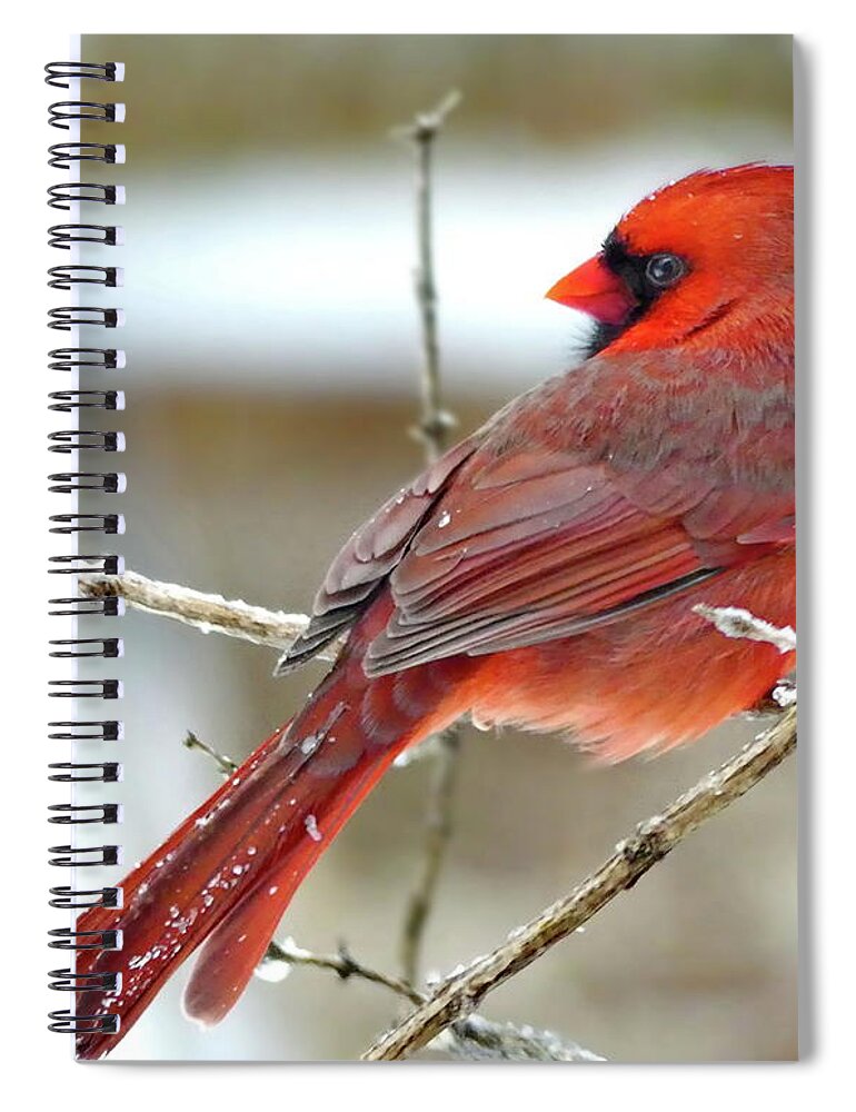 Northern Cardinal Spiral Notebook featuring the photograph Lovely Northern Cardinal Male by Lyuba Filatova