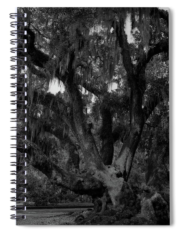 Brunswick Spiral Notebook featuring the photograph Lover's Oak by John Simmons