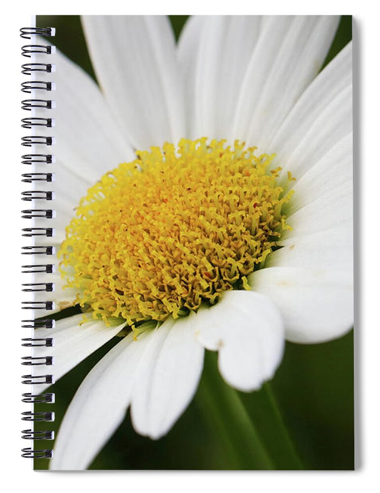 Daisy Spiral Notebook featuring the photograph Loves Me Loves Me Not by Mary Anne Delgado