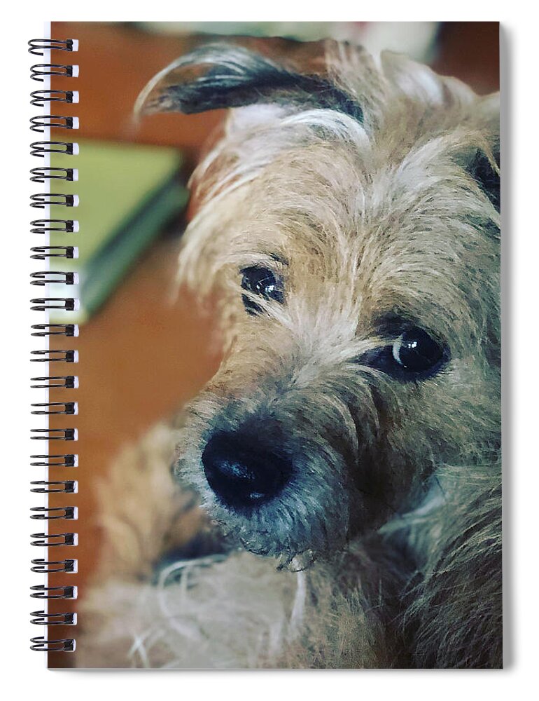 Dog Spiral Notebook featuring the photograph Lucy the terrier by Grey Coopre