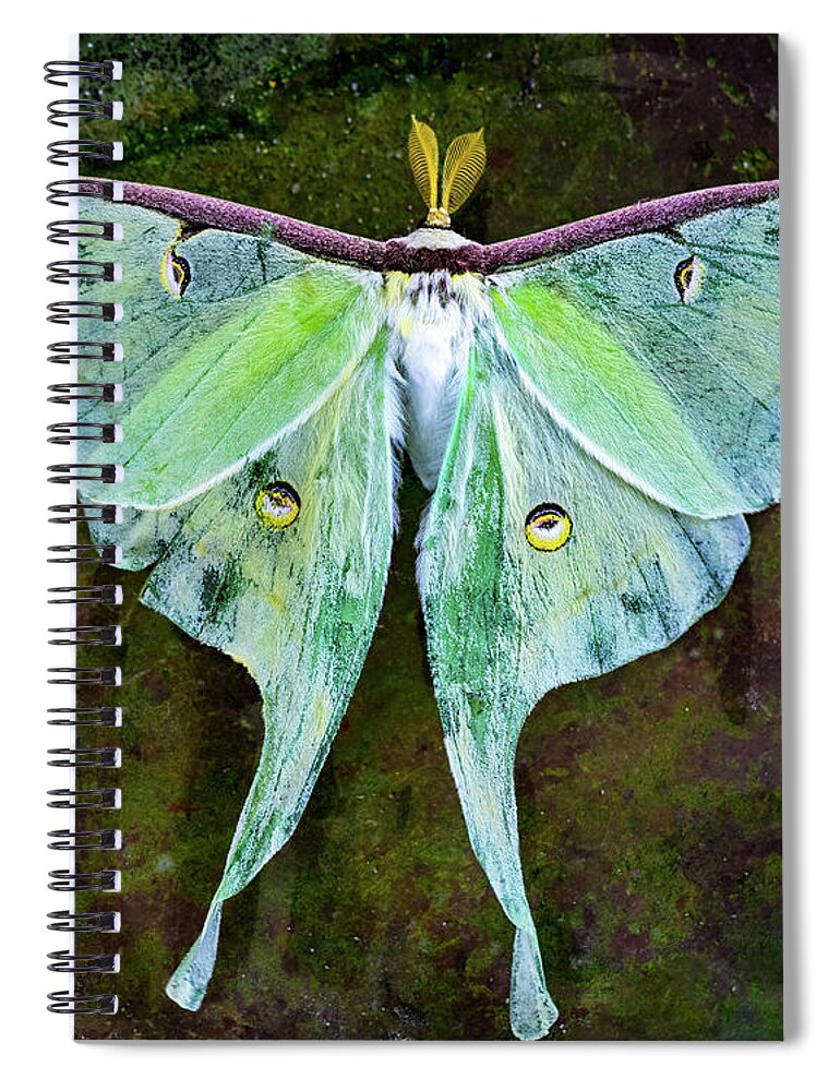 Moth Spiral Notebook featuring the photograph Luna Moth by Robert FERD Frank