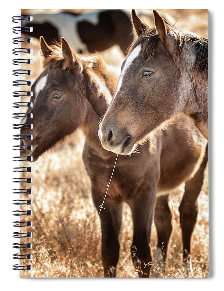 Wild Horses Spiral Notebook featuring the photograph Lunch break by Doug Sims