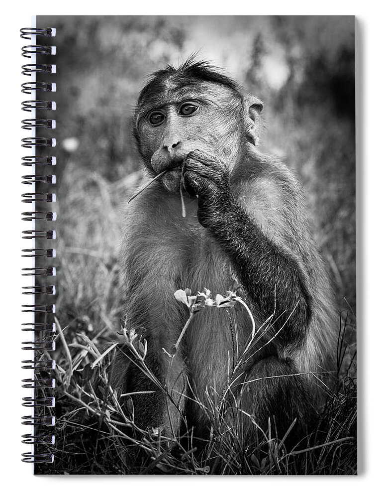 Macaque Spiral Notebook featuring the photograph Macaque by Josu Ozkaritz